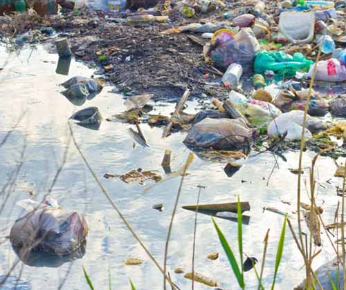 Trafico Ilegal de Especias